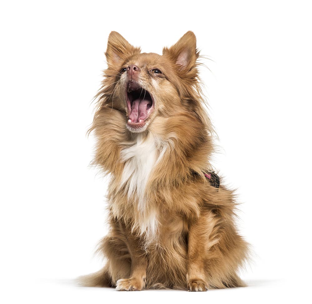 soundproof windows for dog barking